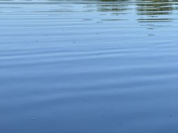 Mainschwimmen Juni 2026